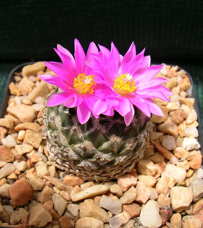 Pelecyphora strobiliformis