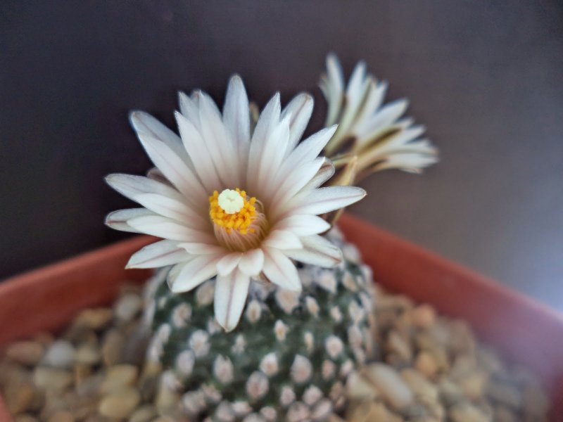 Turbinicarpus valdezianus