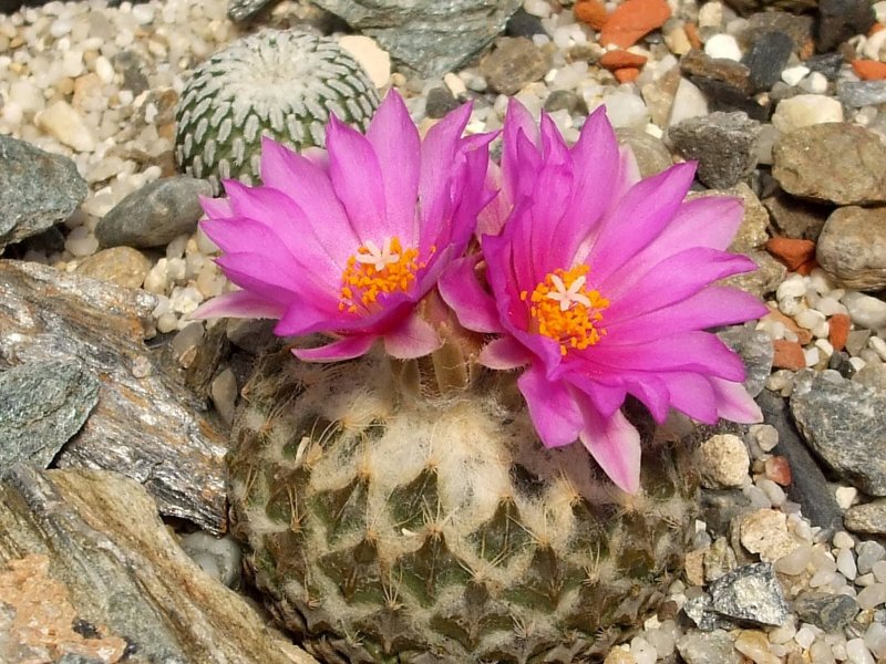 Strombocactus corregidorae