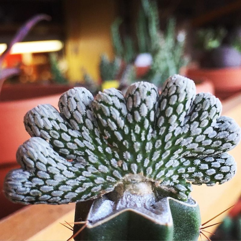 Pelecyphora aselliformis