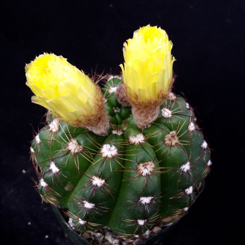 Turbinicarpus Mandragora