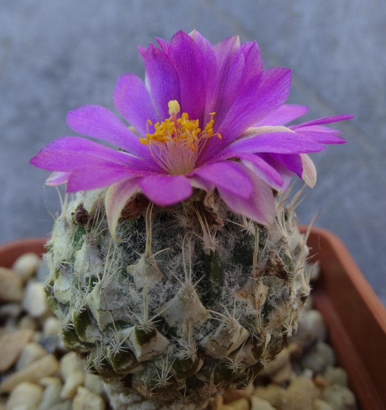 Pelecyphora strobiliformis