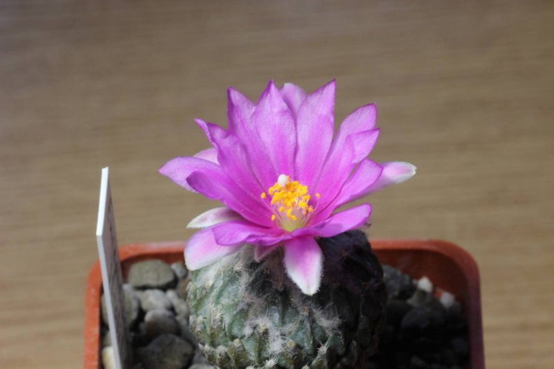 Pelecyphora strobiliformis
