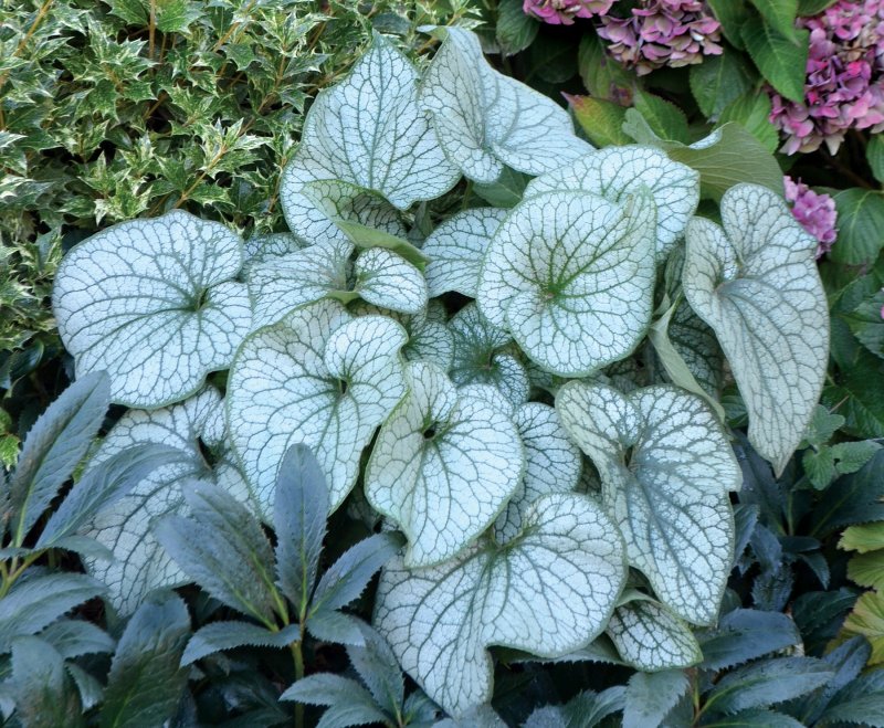 Brunnera macrophylla
