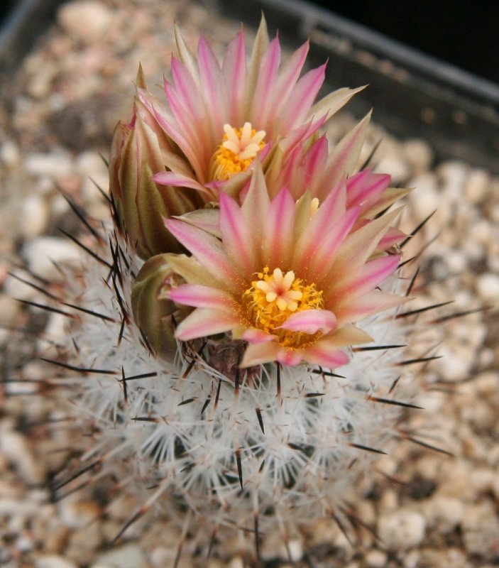 Ariocarpus scapharostrus