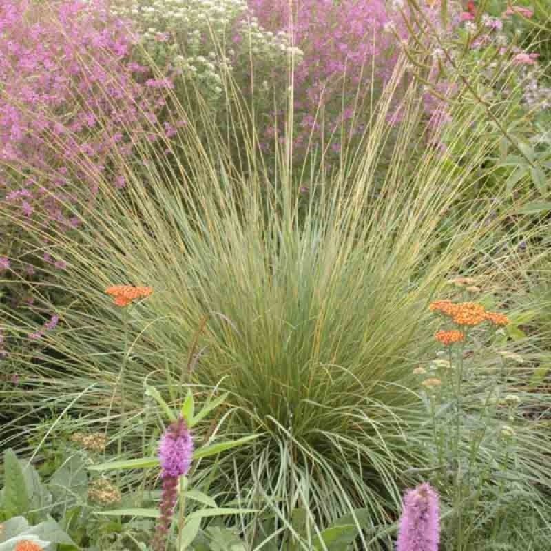 Овсяница Festuca mairei