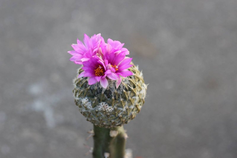 Encephalocarpus strobiliformis