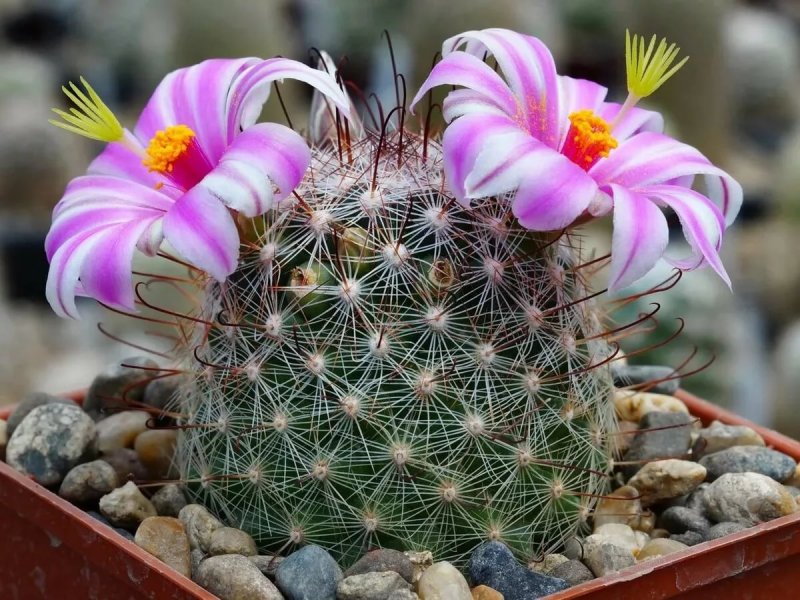 Кактус Mammillaria