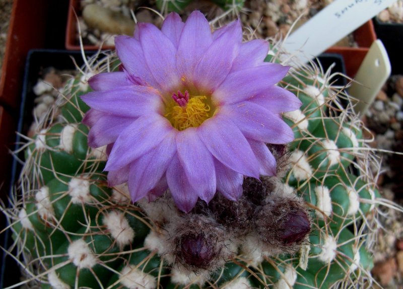 Notocactus rauschii