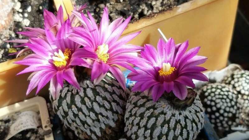 Pelecyphora pseudopectinata