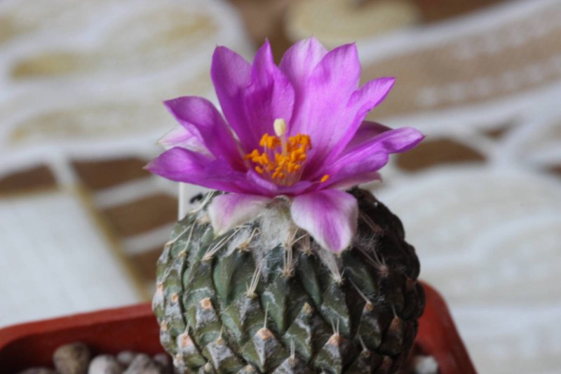 Pelecyphora strobiliformis