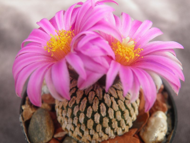 Pelecyphora pseudopectinata