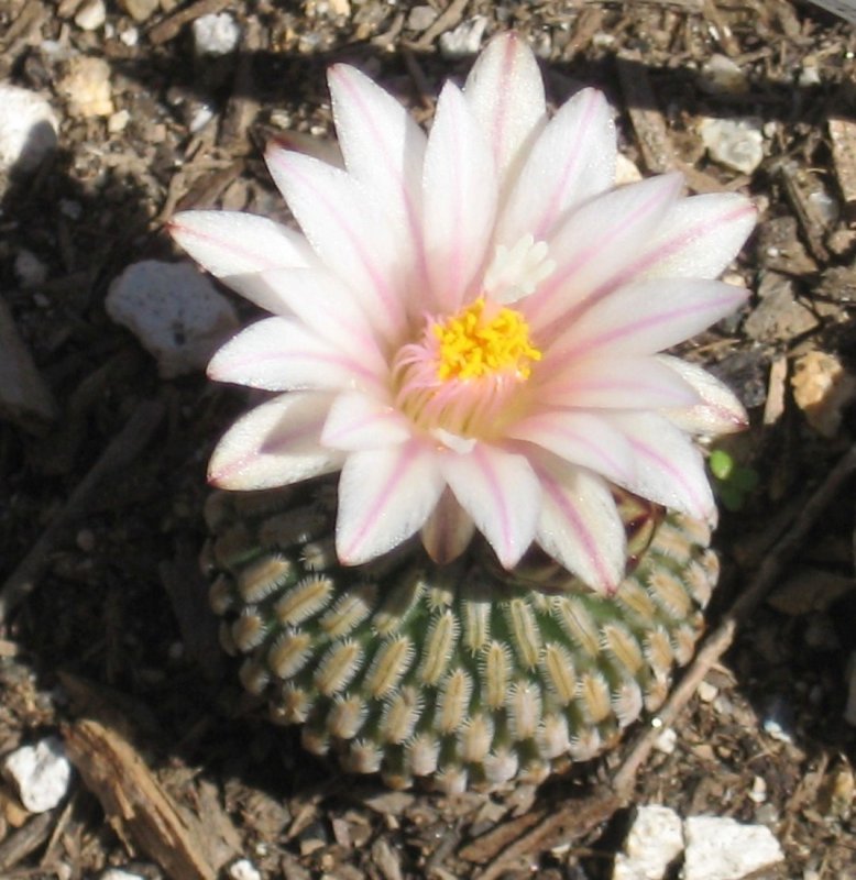 Pseudopectinatus. Пелецифора