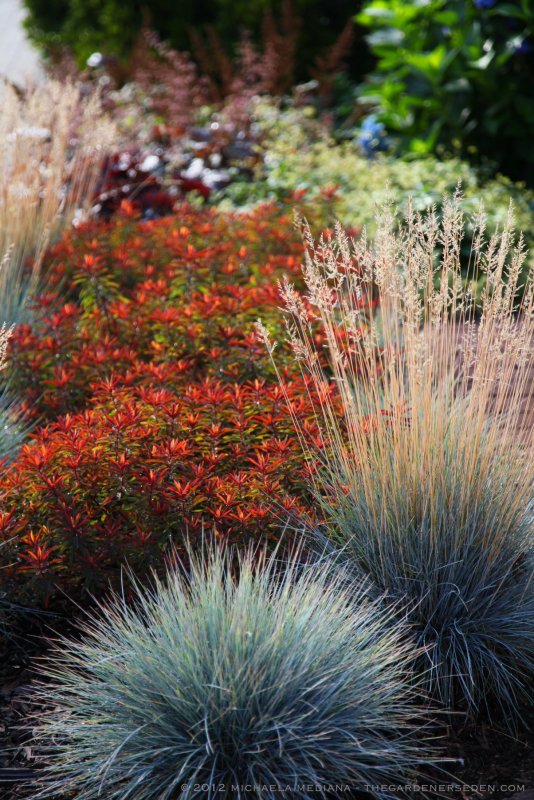 Euphorbia polychroma Bonfire