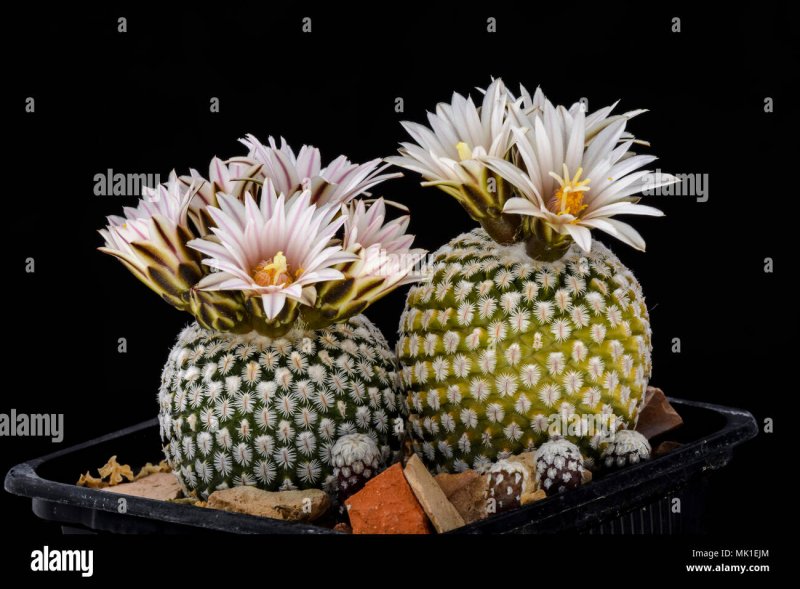Кактус Tephrocactus geometricus