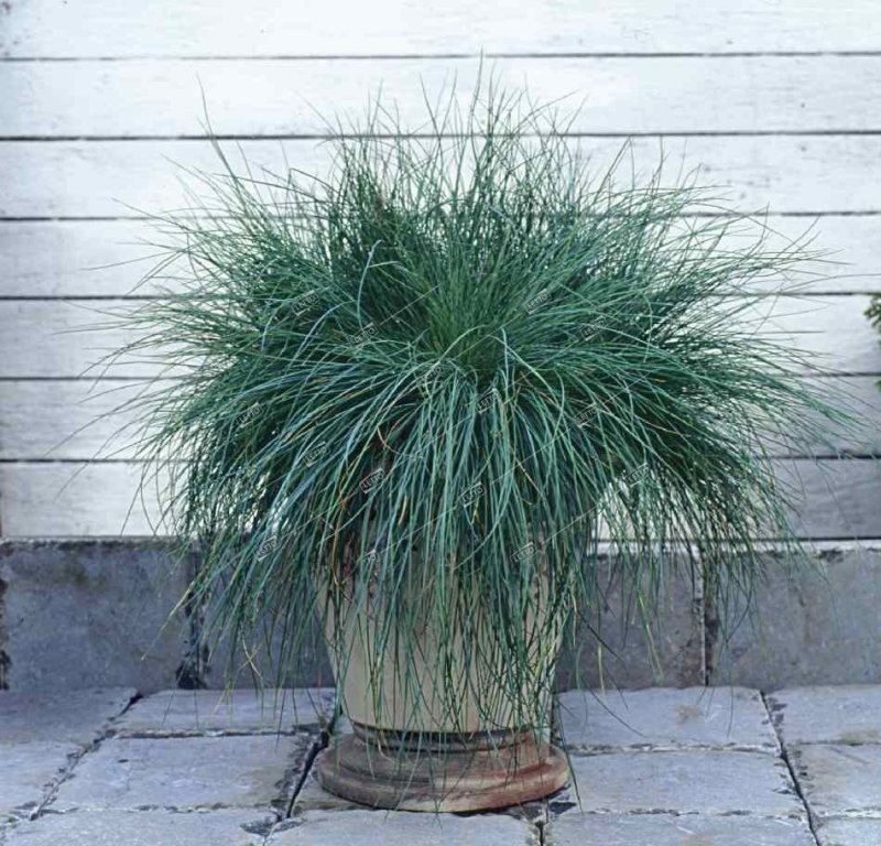 Овсяница сизая (Festuca glauca)