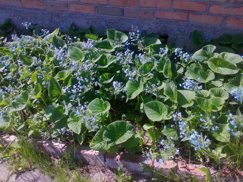 Садовая Незабудка Бруннера