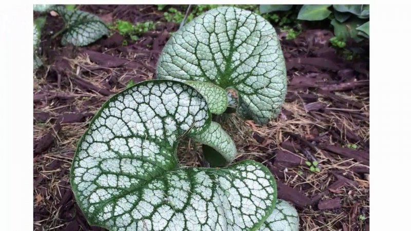 Бруннера Brunnera macrophylla Sea Heart