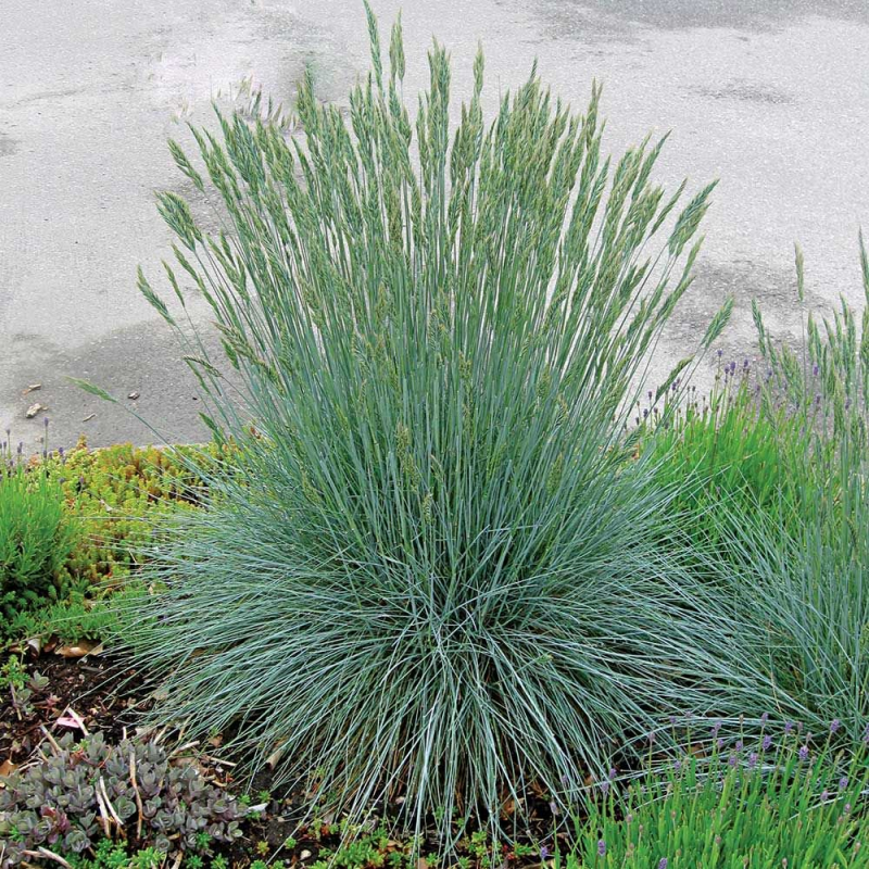 Овсяница сизая (Festuca glauca)