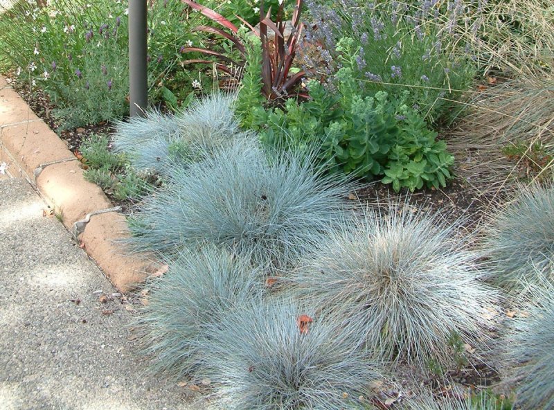 Овсяница сизая (Festuca glauca)