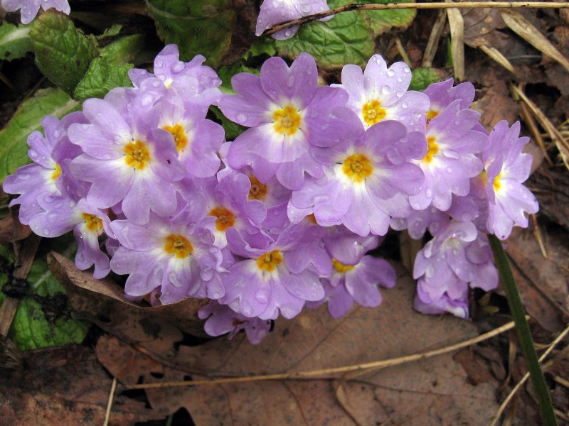 Primula auricula SSP. Bauhinii (Primula auricula SSP. Bauhinii)