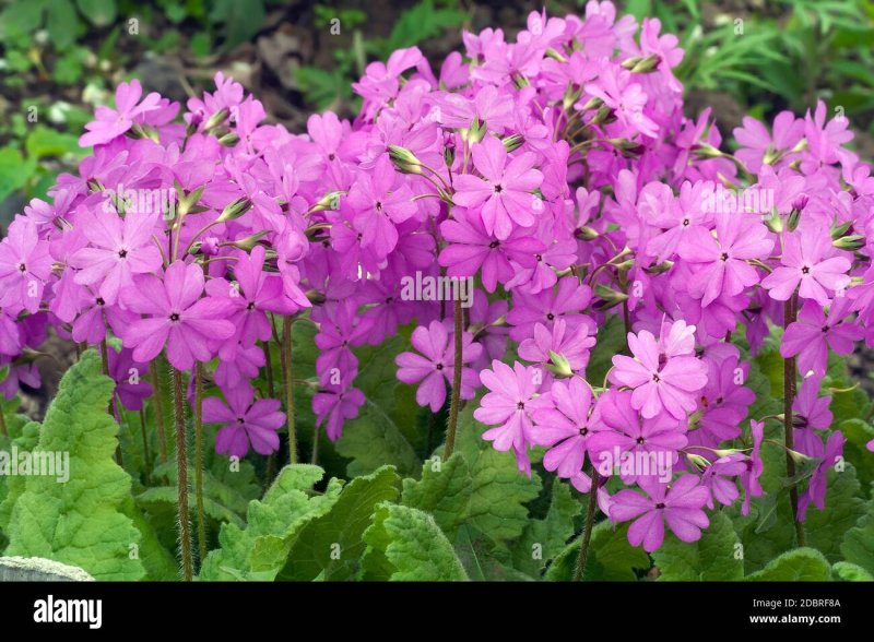 Primula sieboldii