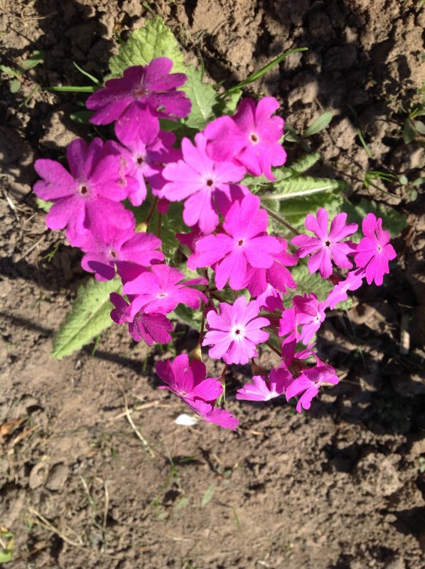 Primula saxatilis