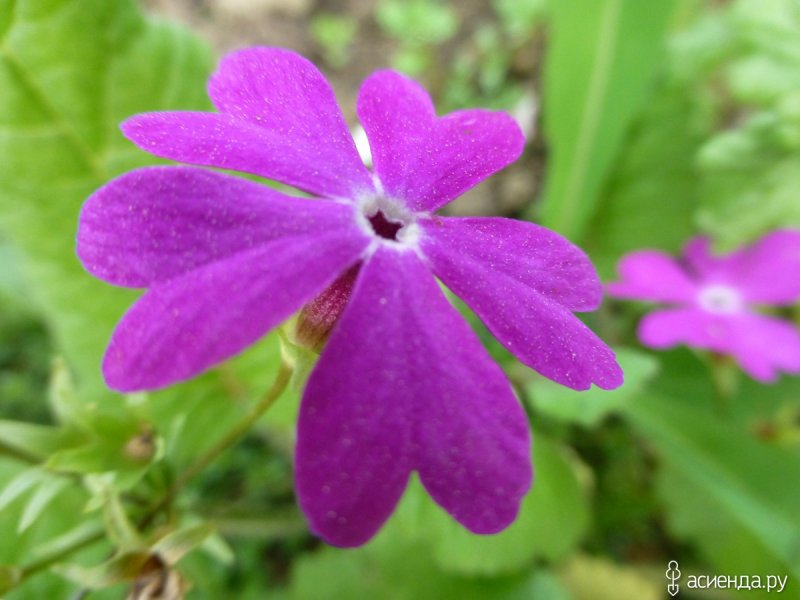 Примула Сибирская