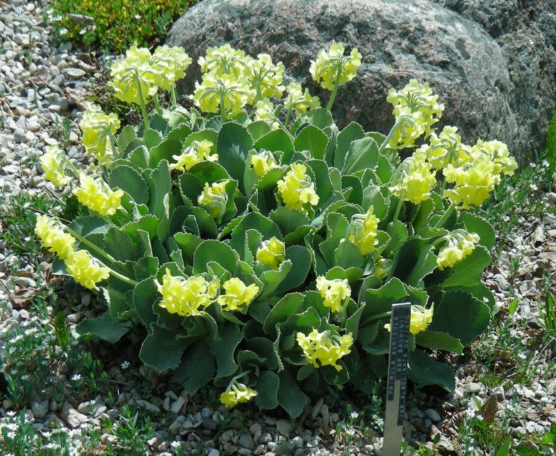 Primula tosaensis