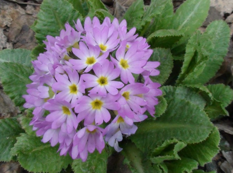 Первоцвет кортузовидный Primula cortusoides