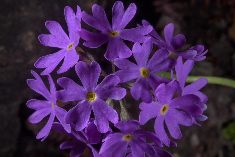 Первоцвет кортузовидный Primula cortusoides