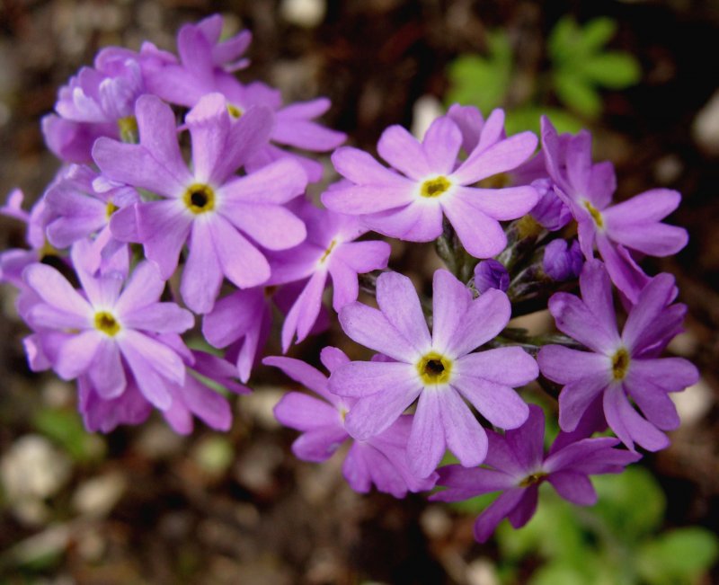 Примула мелкозубчатая Lilac