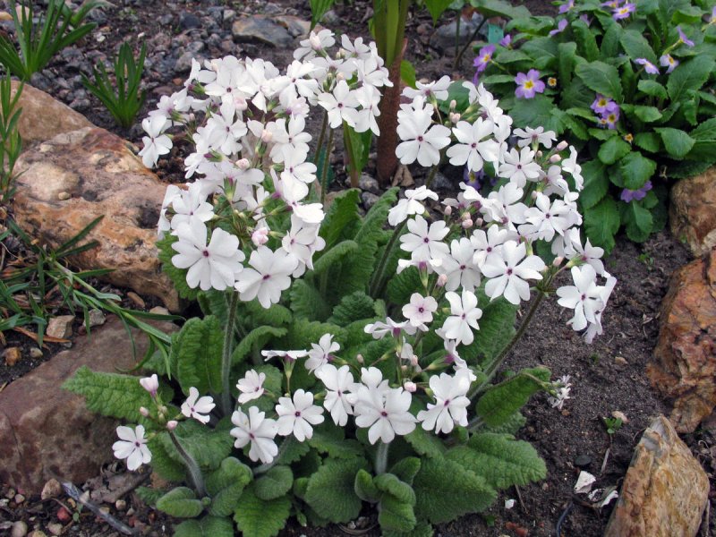 Примула Скальная