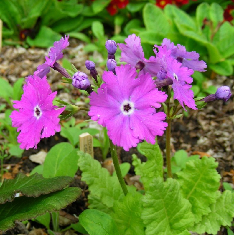 Примула ушковая Primula Purple Pip