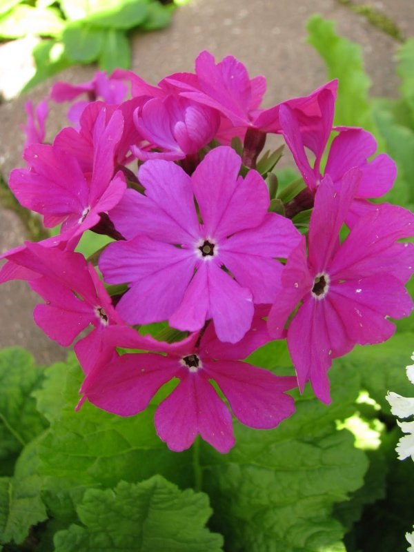 Primula cortusoides l. примула кортузовидная