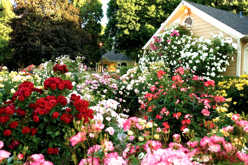 Rose Garden. Розарий.