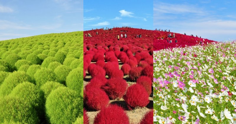 Kochia 50 Aurora