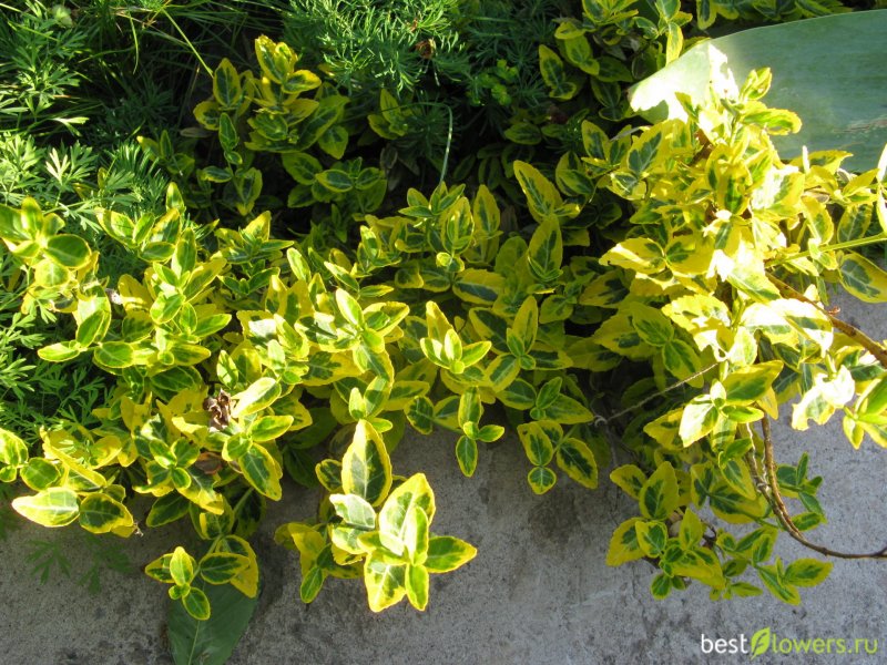 Бересклет Форчуна (Euonymus fortunei Emerald GAIETY p9)
