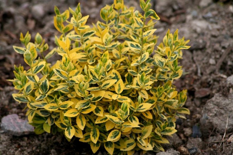 Бересклет Форчуна 'argenteo-variegata'