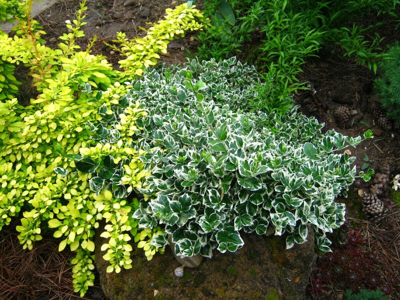 Кизильник variegatus