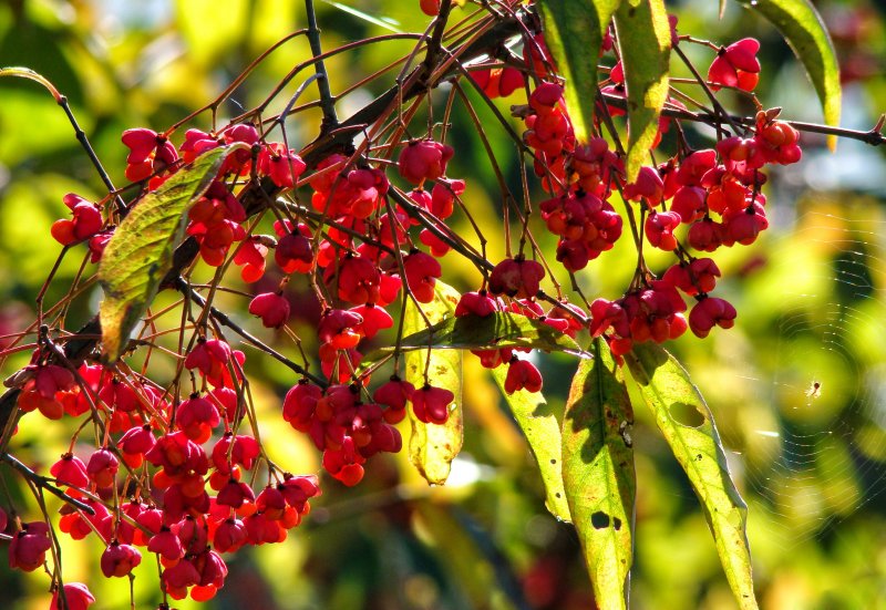 Кизильник Даммера Cotoneaster dammeri
