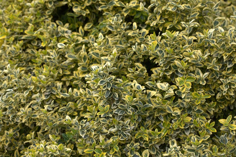 Бересклет японский "microphyllus"
