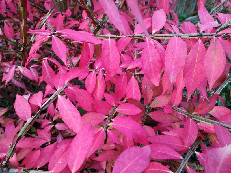 Бересклет Форчуна (Euonymus fortunei)