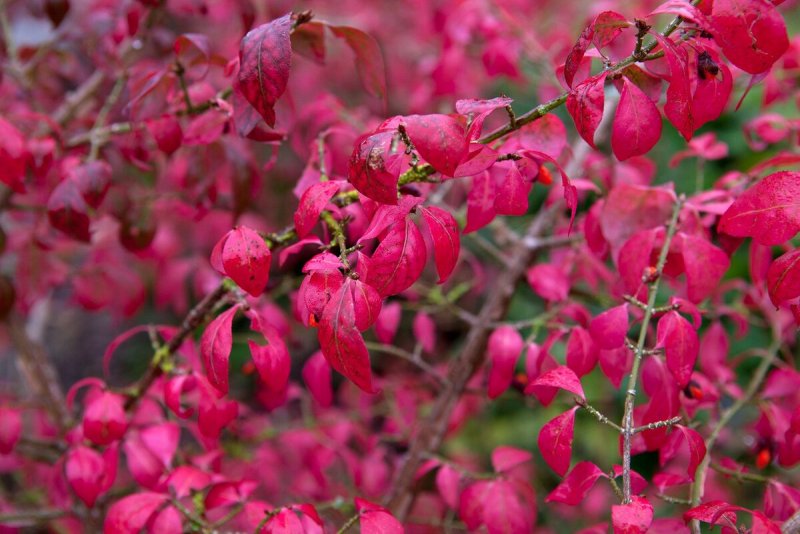 Бересклет Европейский (Euonymus europaeus)