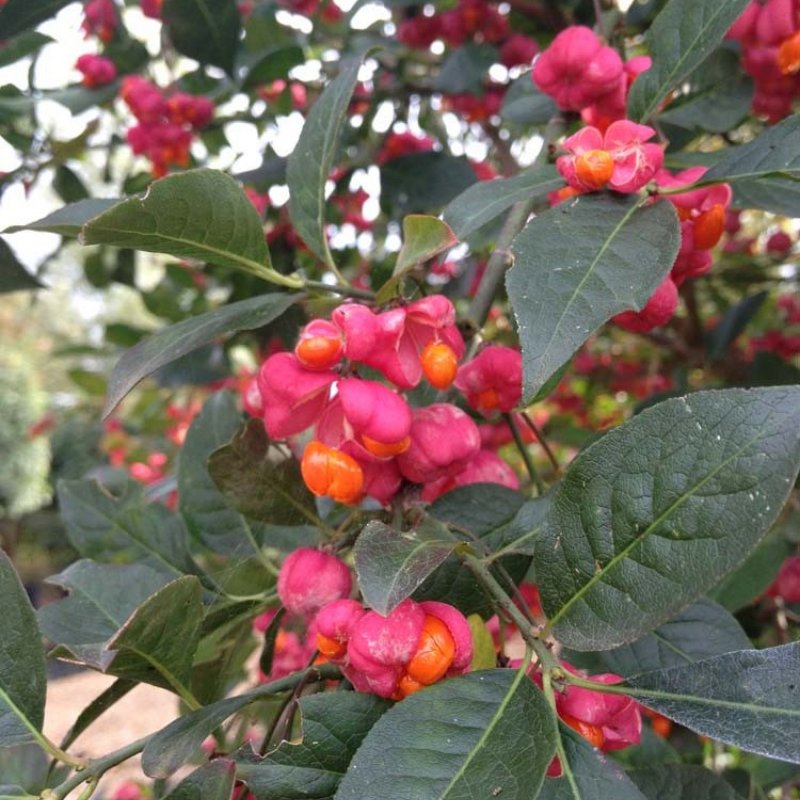Кизильник гибридный Coral Beauty