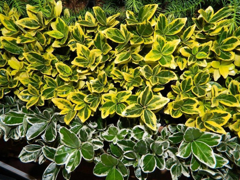 Бересклет Коопманна (Euonymus koopmanni