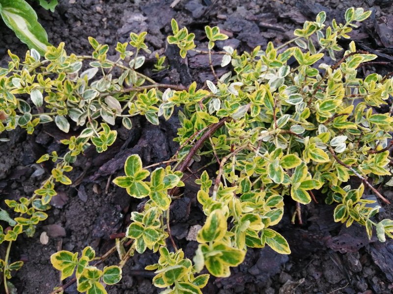 Бересклет Форчуна (Euonymus fortunei Emerald GAIETY p9)