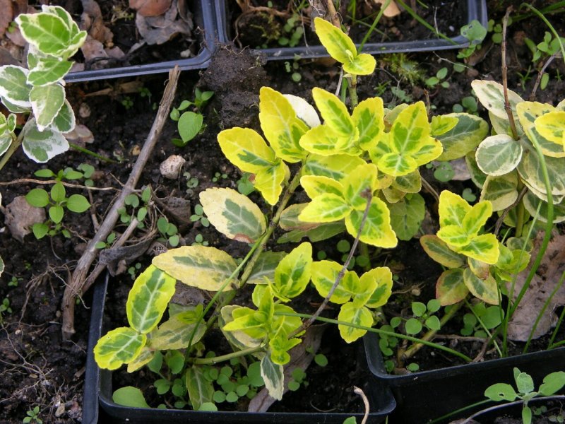Бересклет крылатый Euonymus alatus