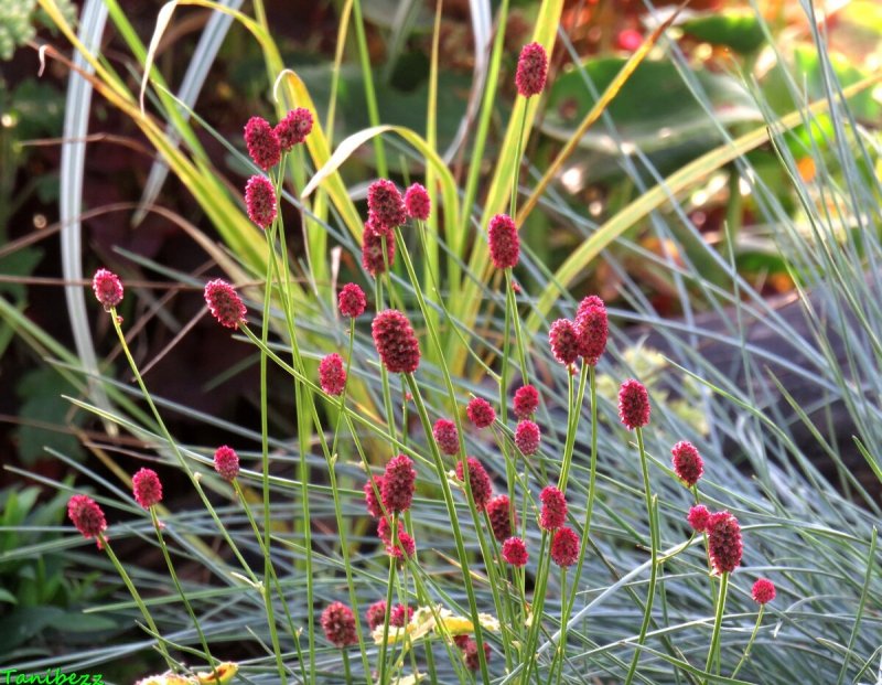 Кровохлебка Sanguisorba