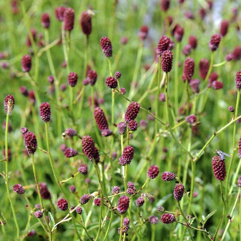 Кровохлебка officinalis ’Tanna’